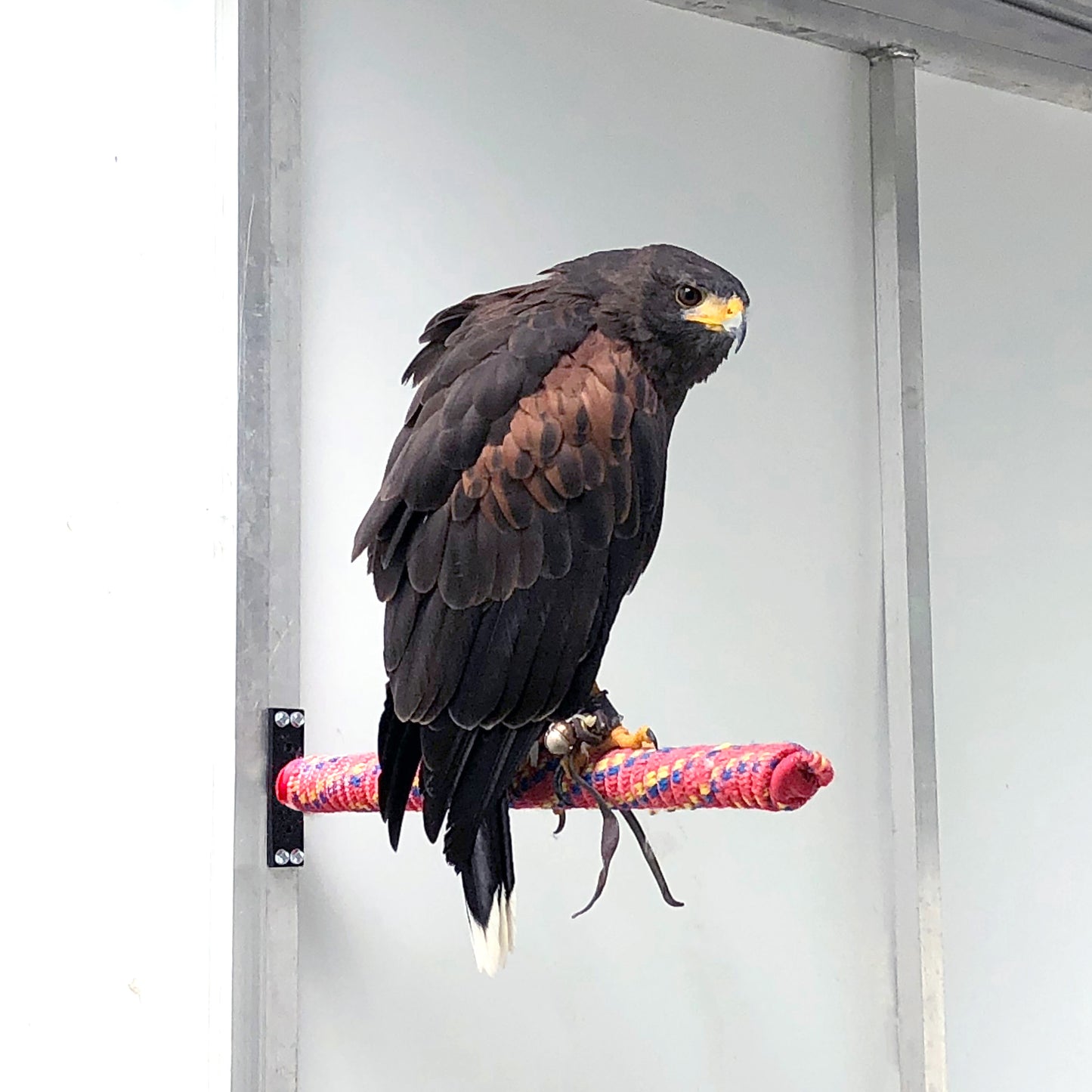 Branch Perch