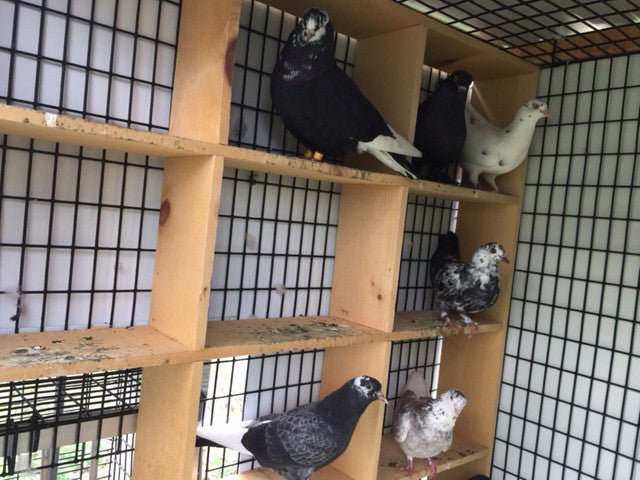 Pigeon Mews - Small